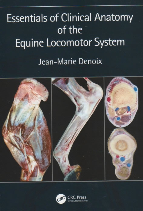 Essential of clinical anatomy of the equine locomotor system