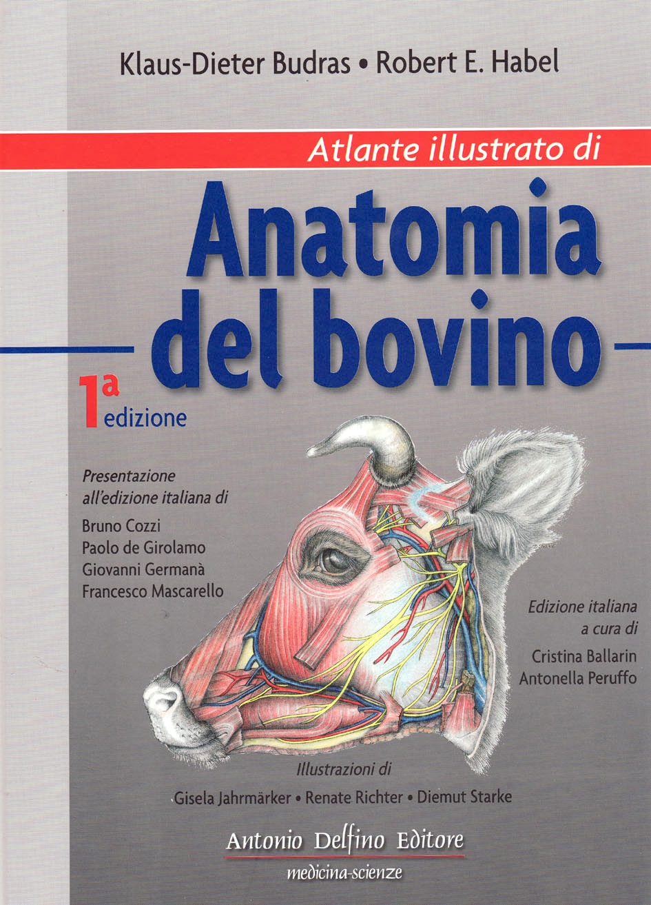 Atlante illustrato di anatomia del bovino